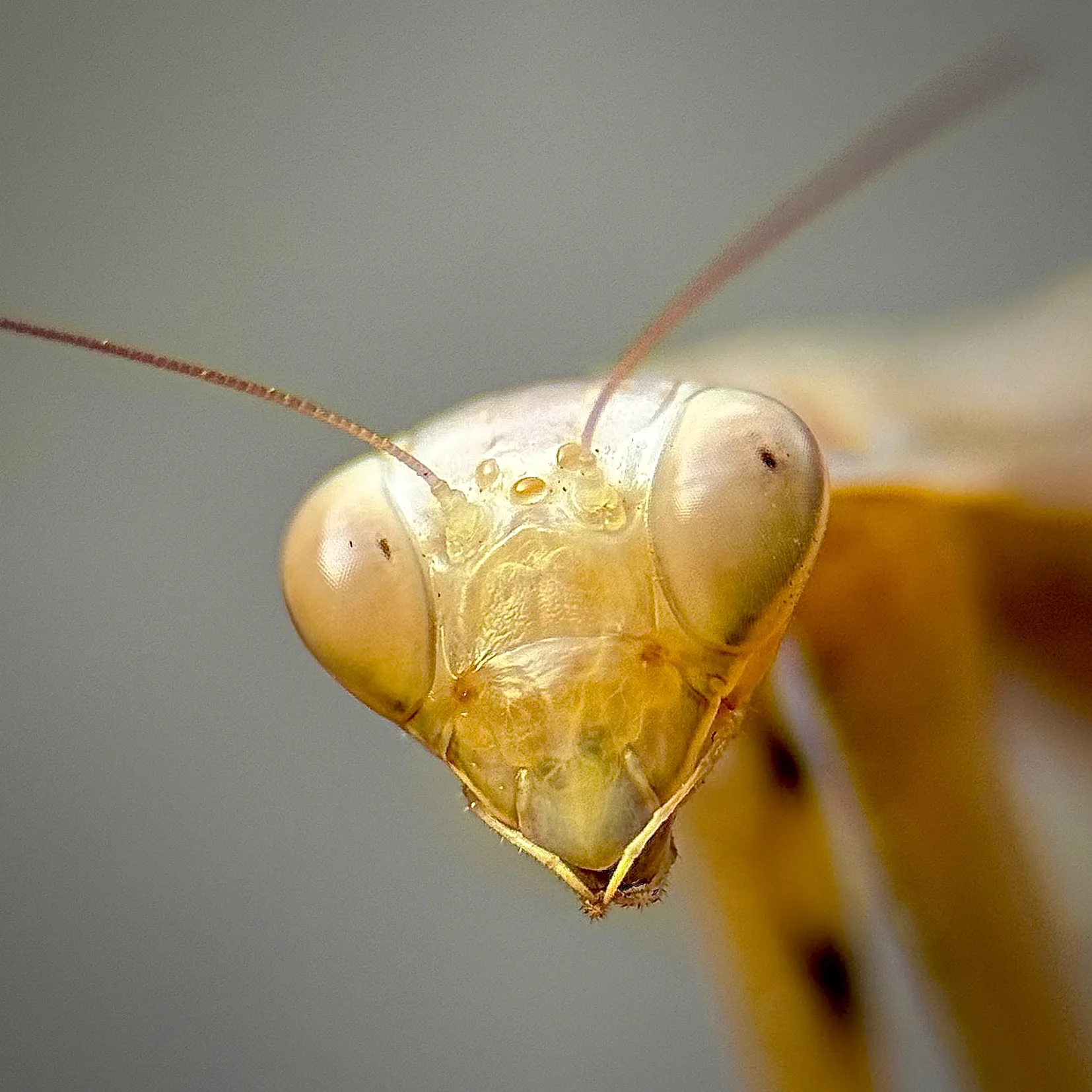 Mantis religiosa común.