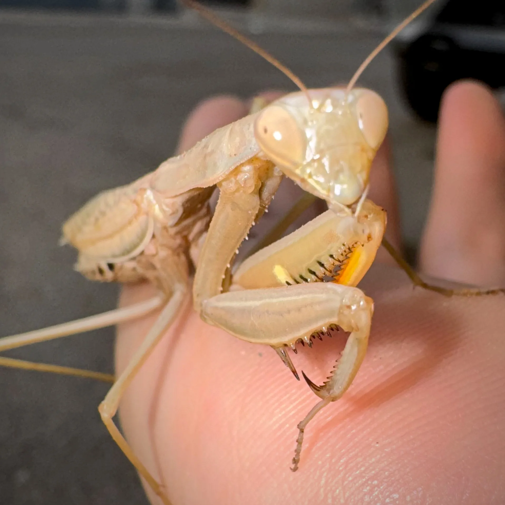 Mantis religiosa común.
