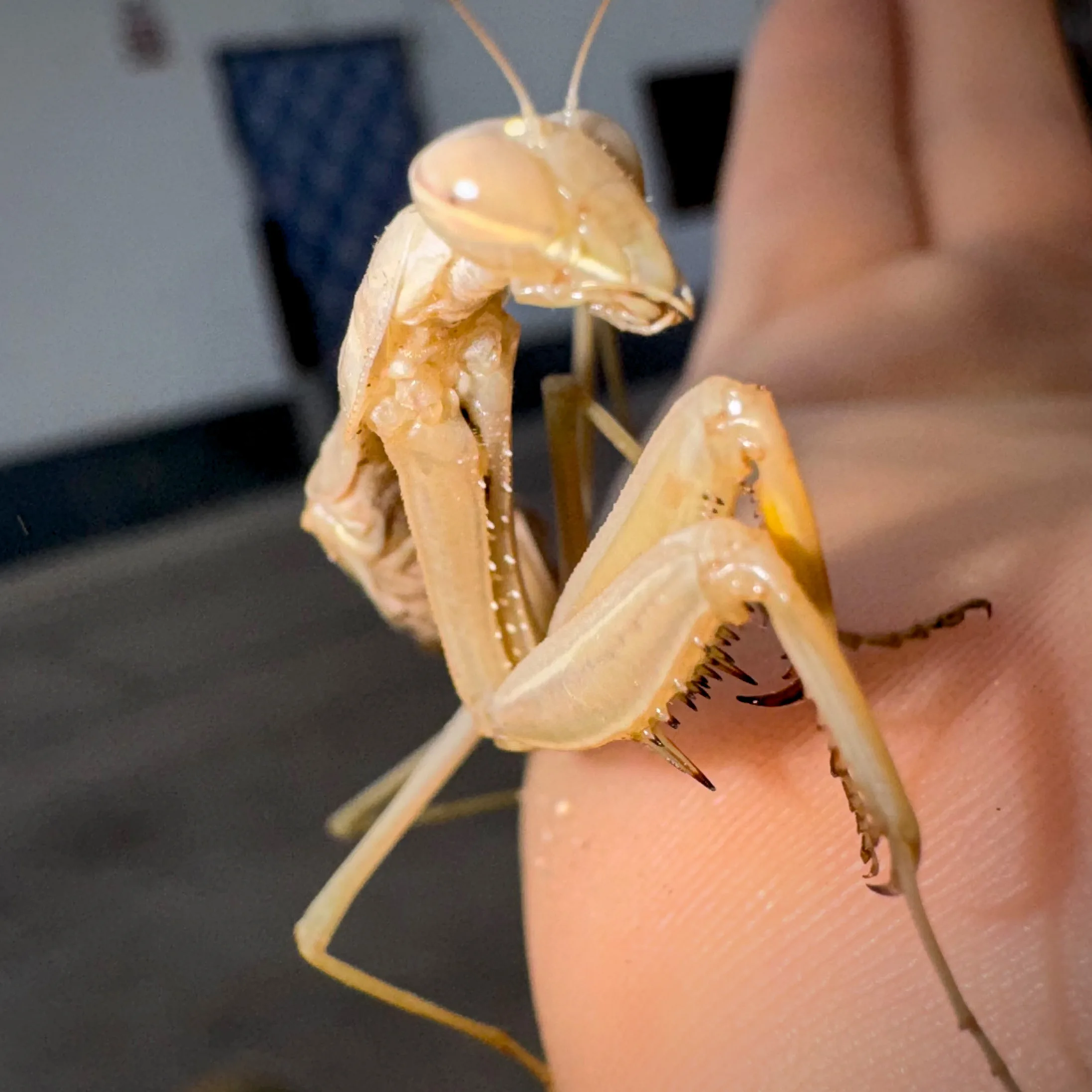 Mantis religiosa común.