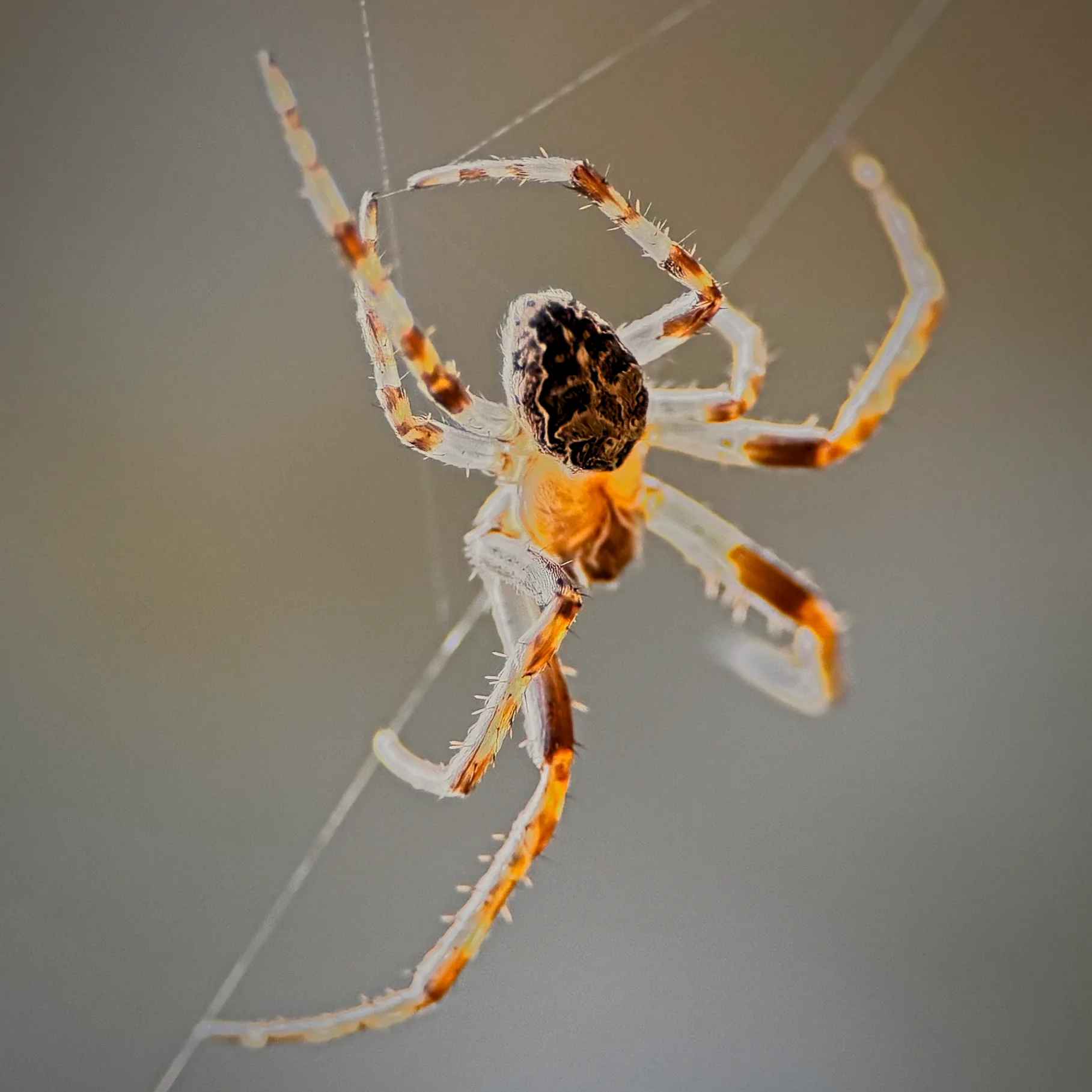 Araña de campo encontrada en poza.