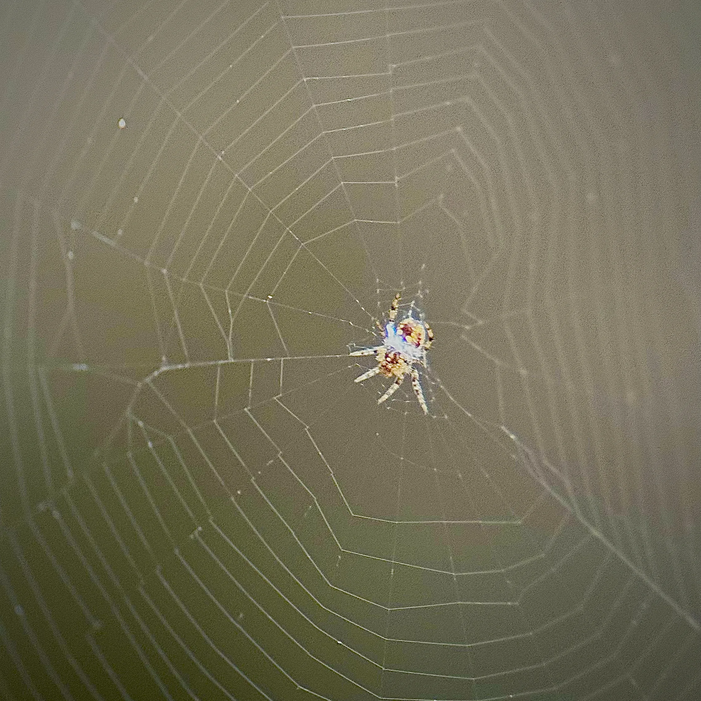 Araña de campo encontrada en poza.