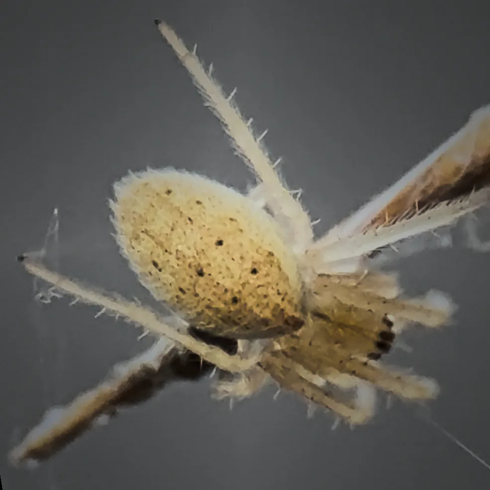 Araña de campo encontrada en poza.