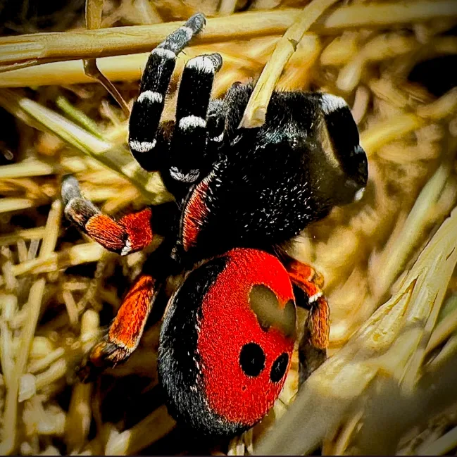 Araña de campo encontrada en poza.