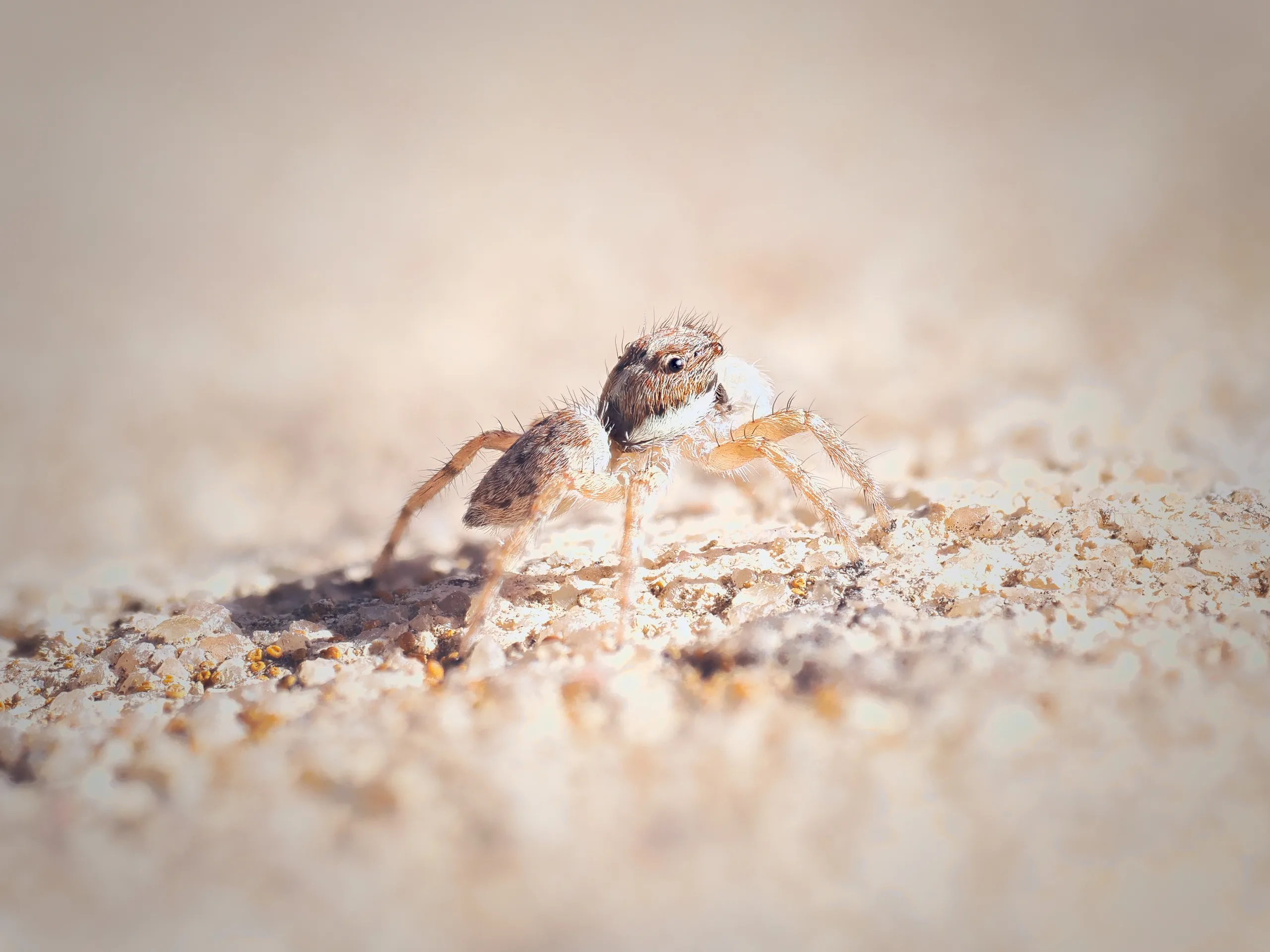 Menemerus Semilimbatus